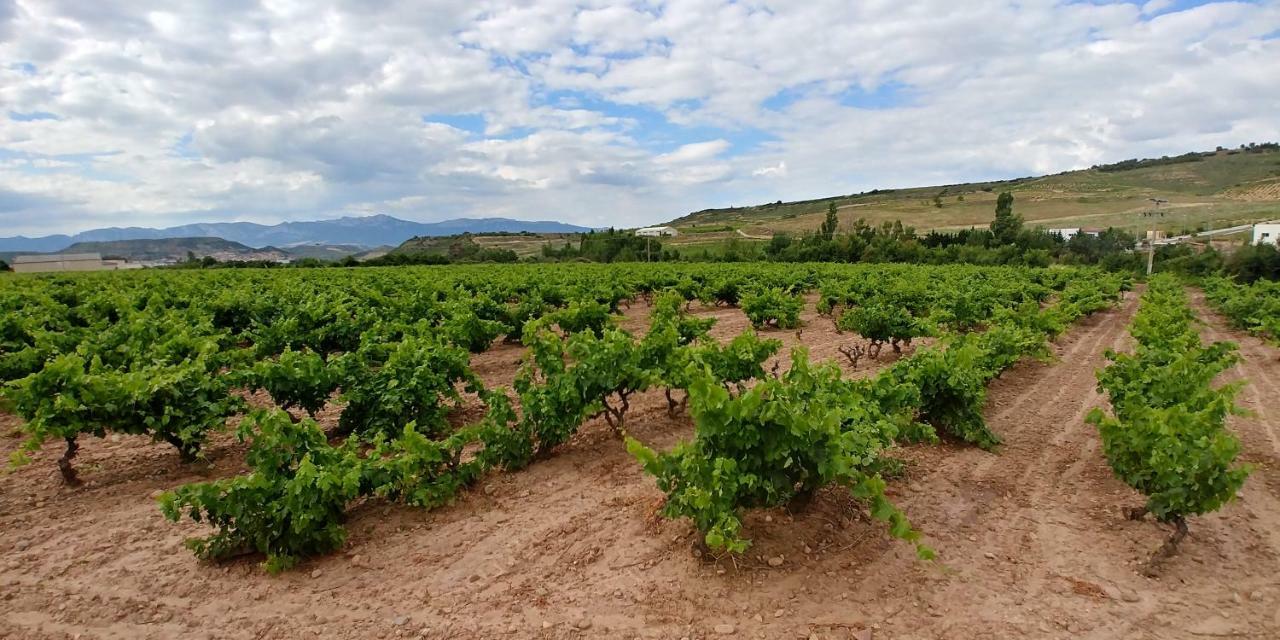 Apartamento Entrevinas En El Corazon De La Rioja Fuenmayor Esterno foto